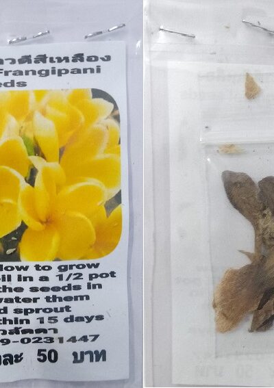 Yellow Plumeria Frangipani Kathalichapa Seeds
