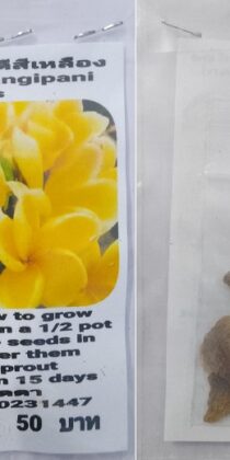 Yellow Plumeria Frangipani Kathalichapa Seeds
