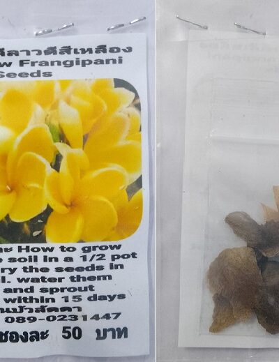 Yellow Plumeria Frangipani Kathalichapa Seeds