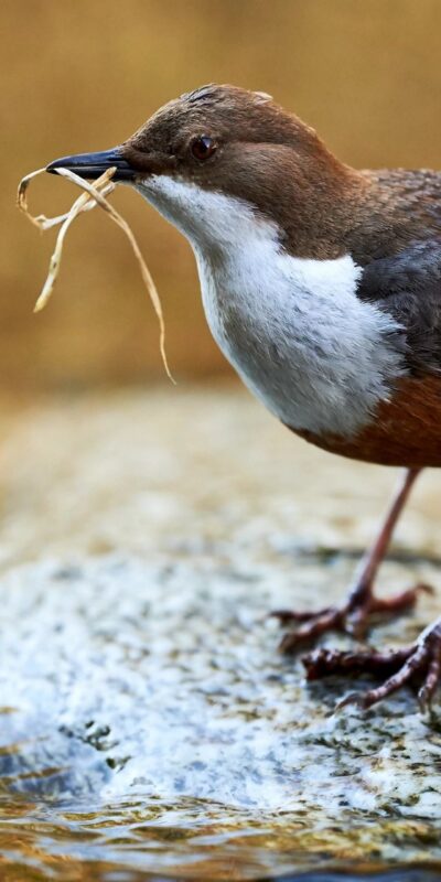 Aviary Bird Food