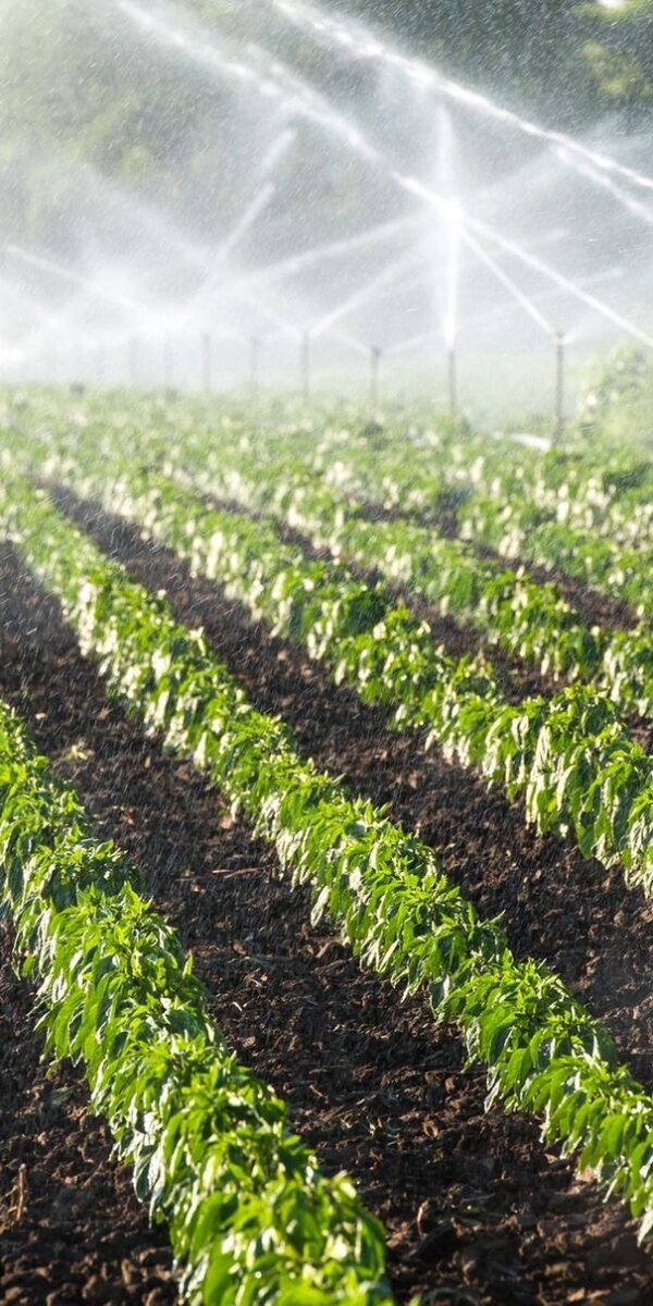 Horticulture Farming