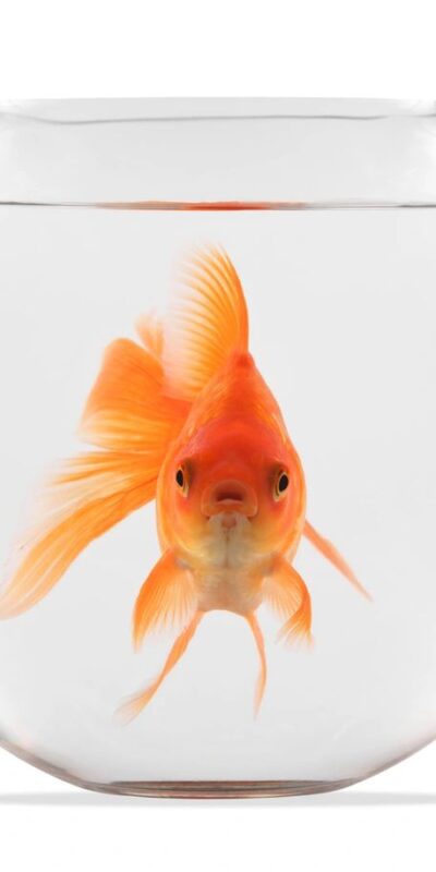 Ornamental Fish Shrimp Food