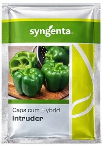 Syngenta Intruder Hybrid Capsicum Seeds — High Yield Green Bell Pepper Variety (1000 Seeds)